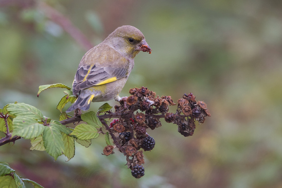 Greenfinch - Riding Stables, Marys - Oct 18