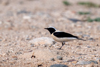 Black-eared Wheatear 4 - Pathos Lighthouse - Apr 24