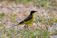 Black-headed Wagtail 2 - Cyprus - Apr24