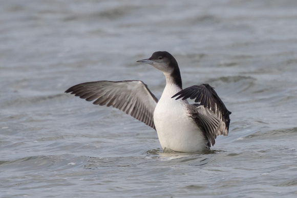 Great Northern Diver - WKML - 090116