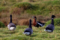 Red breasted Goose 5 Farlington 171112