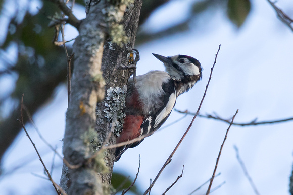 Great Spotted Woodpecker 2 - St Marys Oct 2015