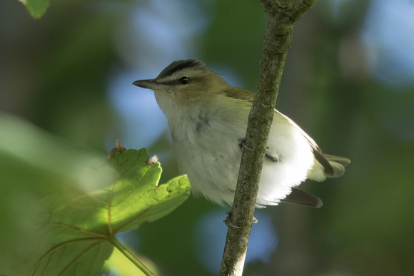 Red-eyed Vireo 3 - Scilly 101016