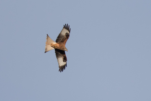 Red Kite 2 - Conwy Valley 100116