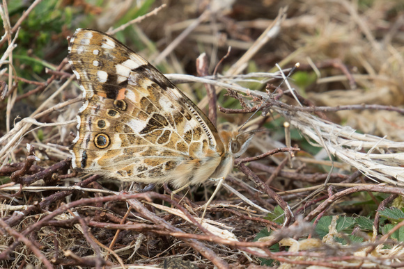 Painted Lady 3 - St Marys Oct 2015