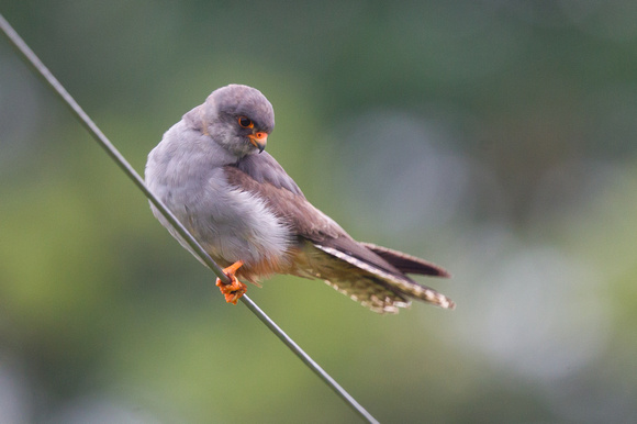 Red-footed Falcon 3 - Stoke 130715