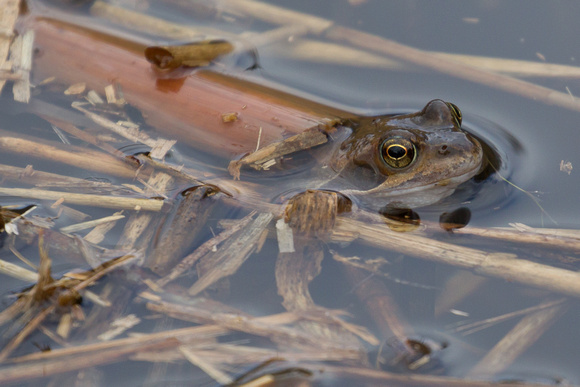 Common Frog 5 - Titchwell