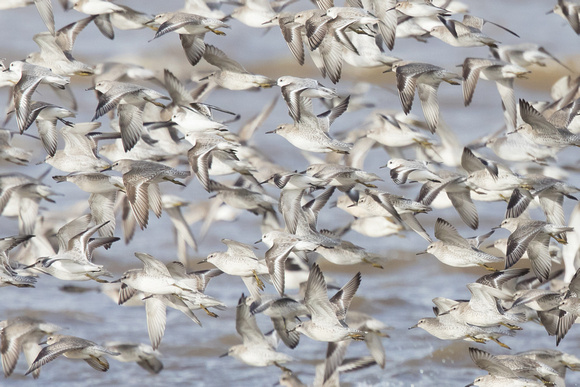 Waders 6 - Wirral 141115
