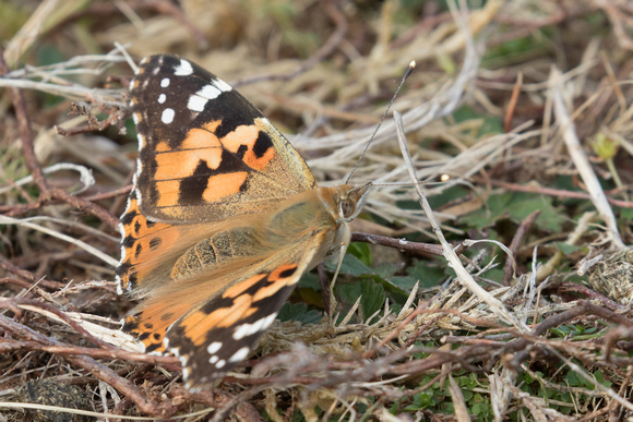 Painted Lady 2 - St Marys Oct 2015