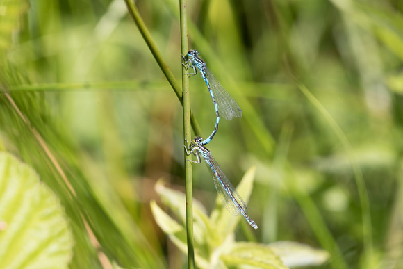 Southern Damselfly 3 - Anglesey - 300618