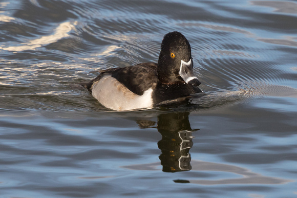 Ring-necked Duck 7 - Caerlaverock 271215