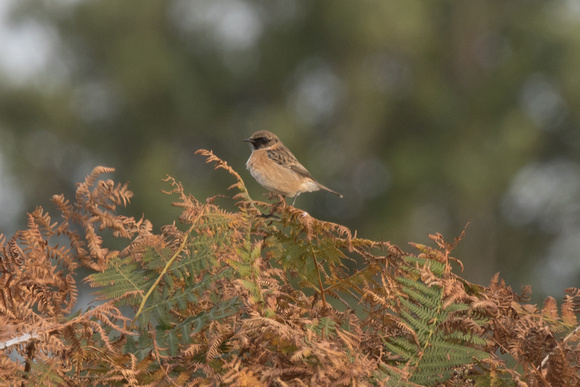 Stonechat (controversial) 2 - St Marys Oct 2015