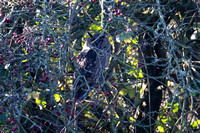 Long-eared Owl - Eldernell - 221124