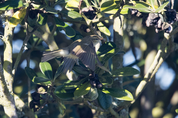 Greenish Warbler - St Agnes - Oct 18
