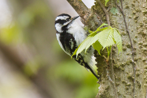 Downy Woodpecker - Pelee