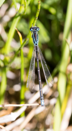 Scare Blue-tailed Damslefly 3 - Anglesey - 300618