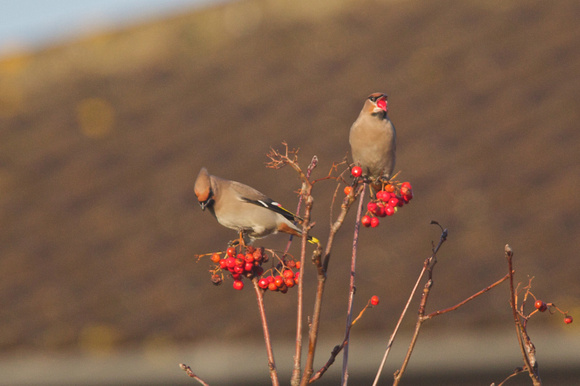 Waxwing 6- Holt