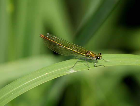 Banded Demoiselle (female) - Paxton