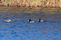 Lesser Scaup - Needingworth - 221124