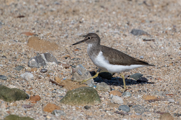 Common Sandpiper 2 - Cyprus - Apr24