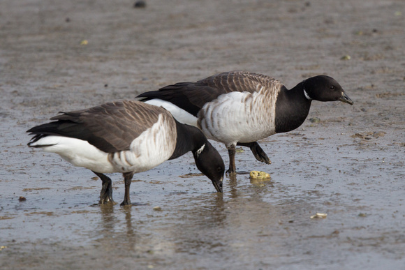 Pale-belled Brent 6 - Anglesey March14