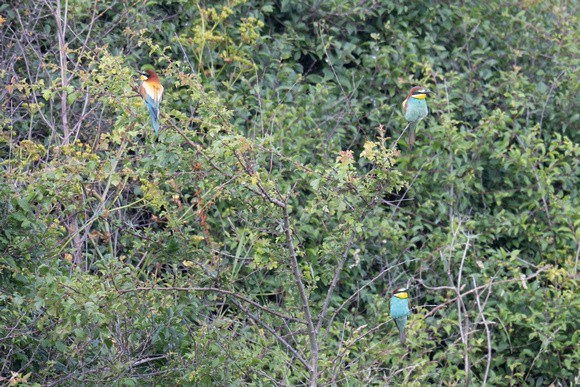 Bee-eater 5 - Trimingham 260622