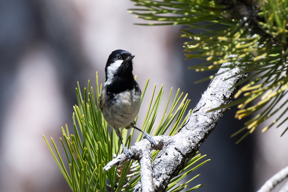 Coal Tit 2 - Cyprus - Apr 24