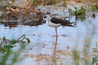 Black-winged Stilt - Apr 24