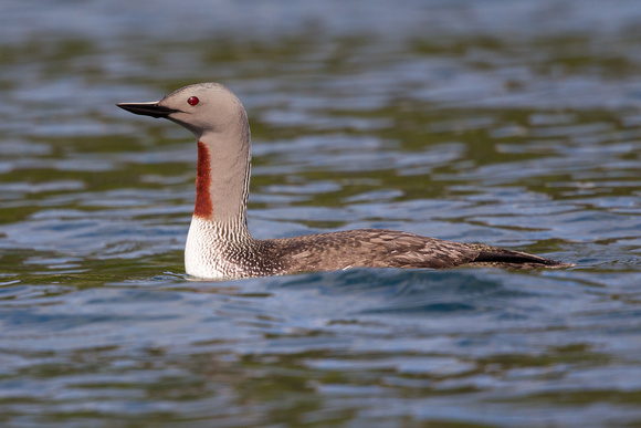 Red-throated Diver - Gairloch May14