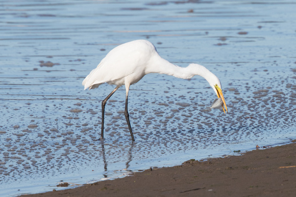 Great White Egret 7 - Conwy - 021016