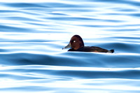 Ferruginous Duck 4 - Draycote - 211124