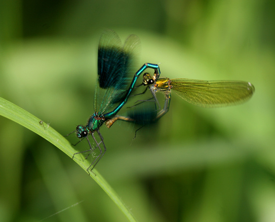 Banded Demoiselles mating (2) - Paxton
