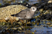 American Golden Plover - Porthellick, St Marys