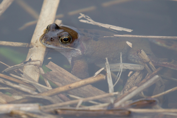 Common Frog 6 - Titchwell