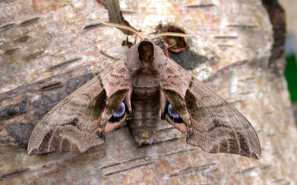 Eyed Hawk Moth (2) - garden