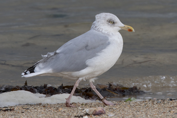 Herring Gull - St Marys Oct 2015