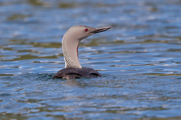 Red-throated Diver 6 - Gairloch May14