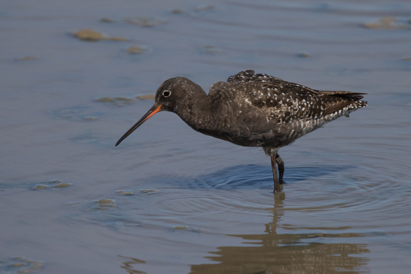 Spotted Redshank 3 - Titchwell 250616