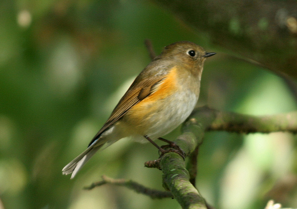 Red-flanked Bluetail (large)- Thorpeness