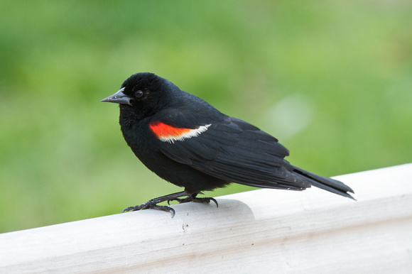 Red-winged Blackbird - Point Pelee