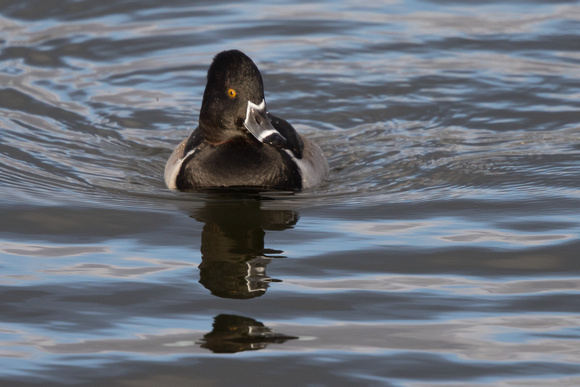 Ring-necked Duck 5 - Caerlaverock 271215