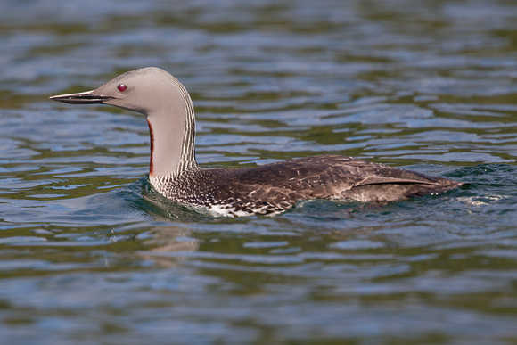 Red-throated Diver 3 - Gairloch May14
