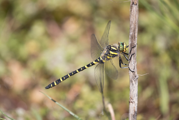 Golden-ringed Dragonfly - Anglesey - 300618