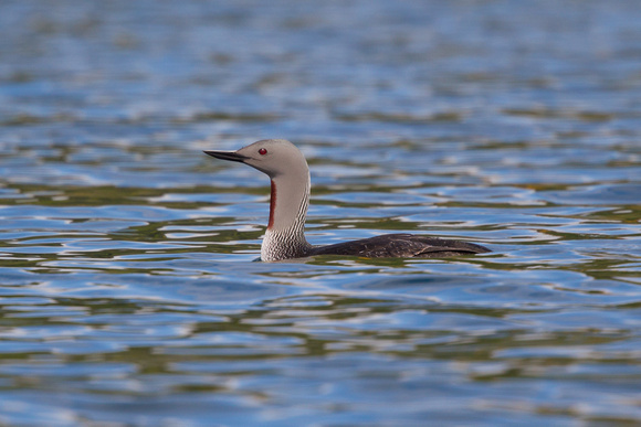 Red-throated Diver 8 - Gairloch May14