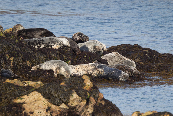 Atlantic Grey Seals - Bardsey June 2015