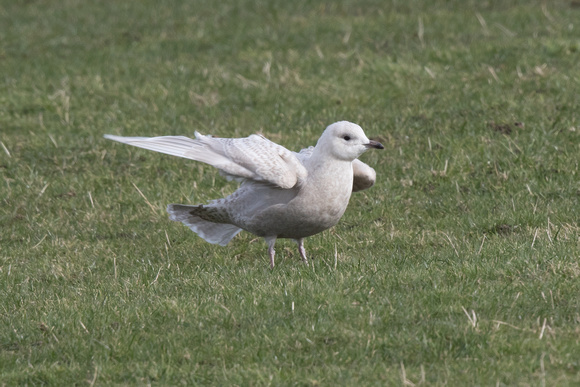 Iceland Gull 3 - Anglesey 260216