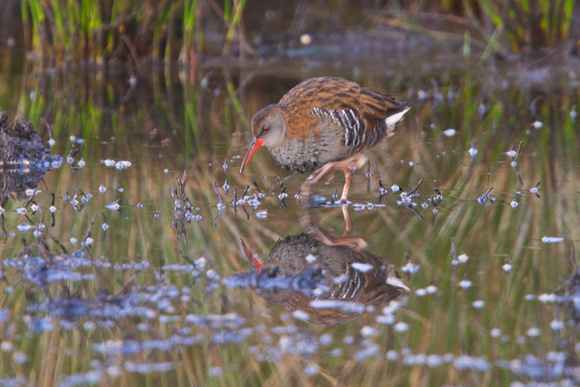Water Rail 3 - Project Pool