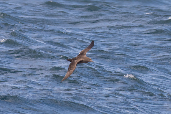 Sooty Shearwater 2 - Scilly Pelagic Aug 15