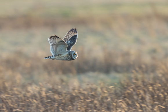 Short-eared Owl 3 - Neston - 170218