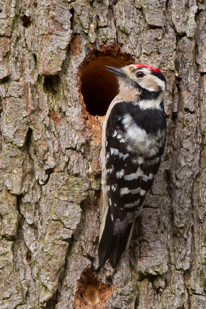 Lesser-spotted Woodpecker 7 - Moore NR 230314